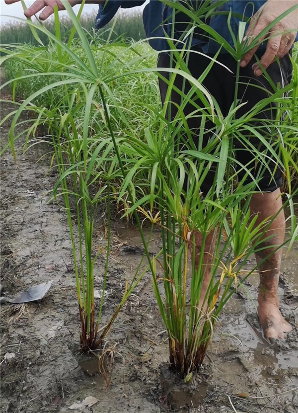 供应旱伞草旱伞草苗别名伞草水棕竹风车草