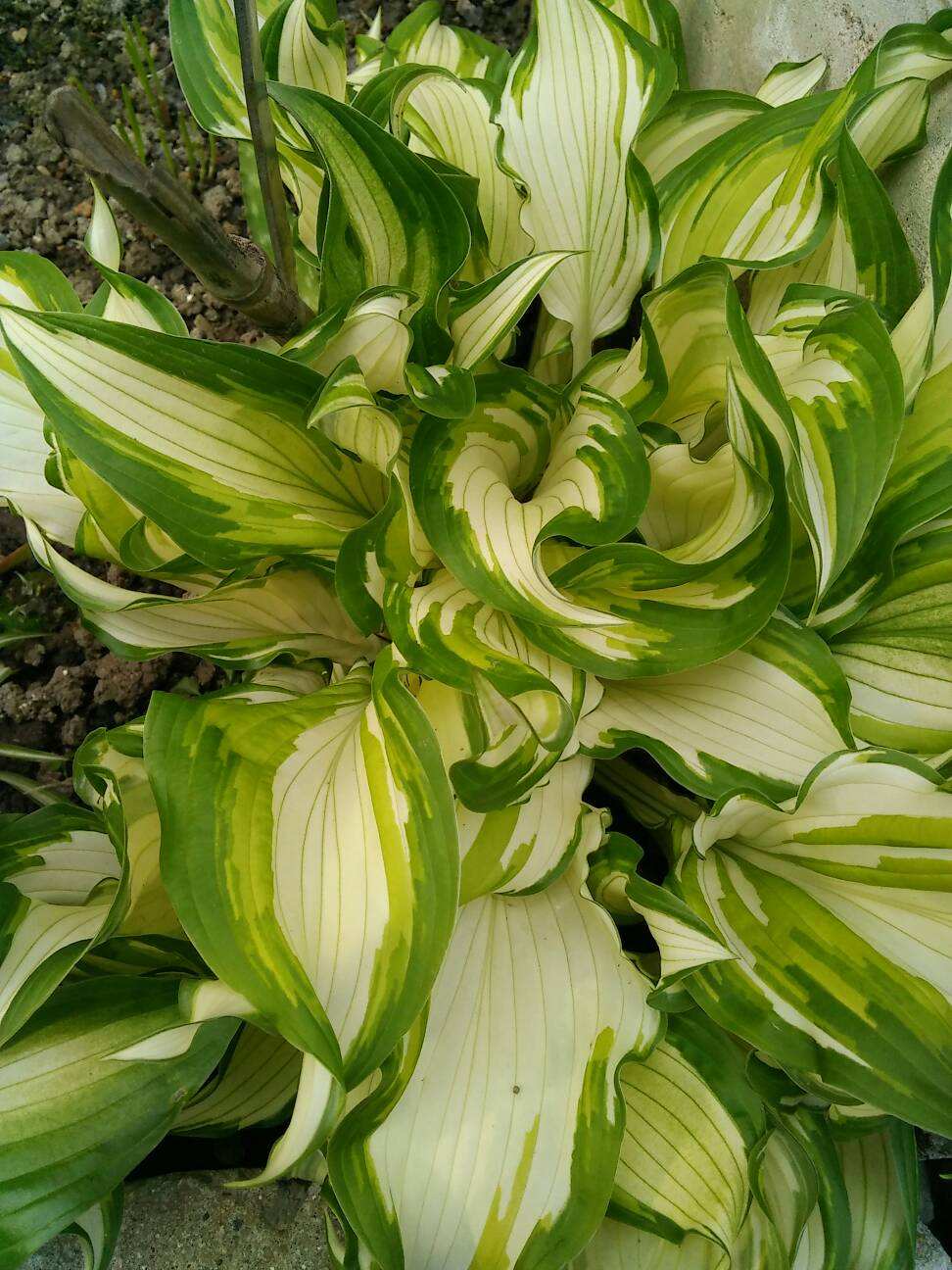 花叶玉簪价格江苏花叶玉簪基地