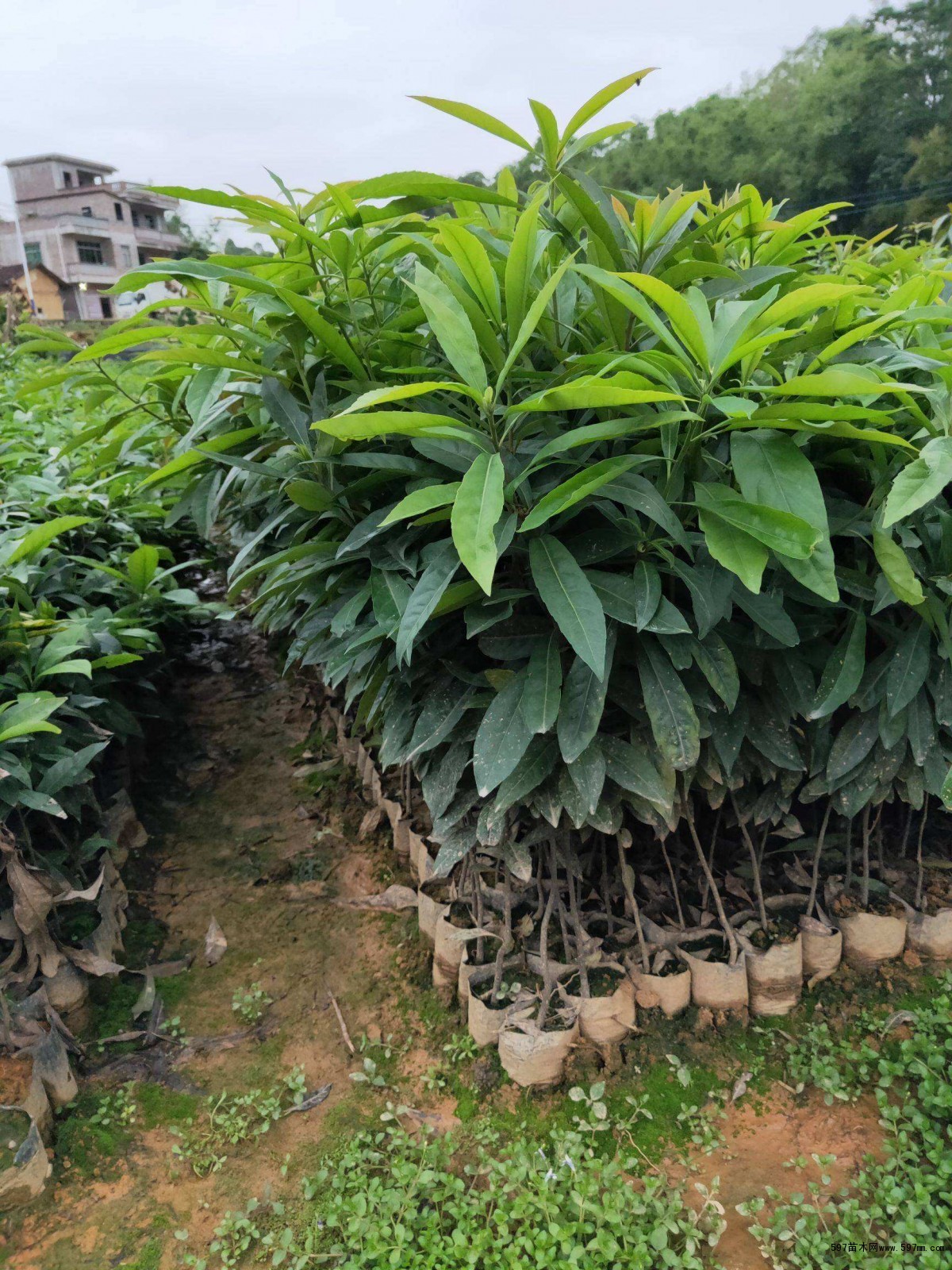 木荷杯苗/一年生木荷杯苗/1公分木荷杯苗