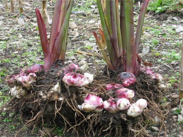 基地直销紫芋水生植物水生紫芋紫芋价格