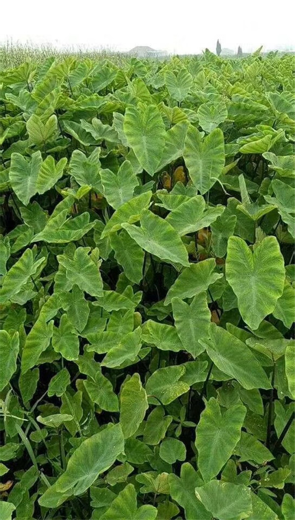 基地直销紫芋水生植物水生紫芋紫芋价格