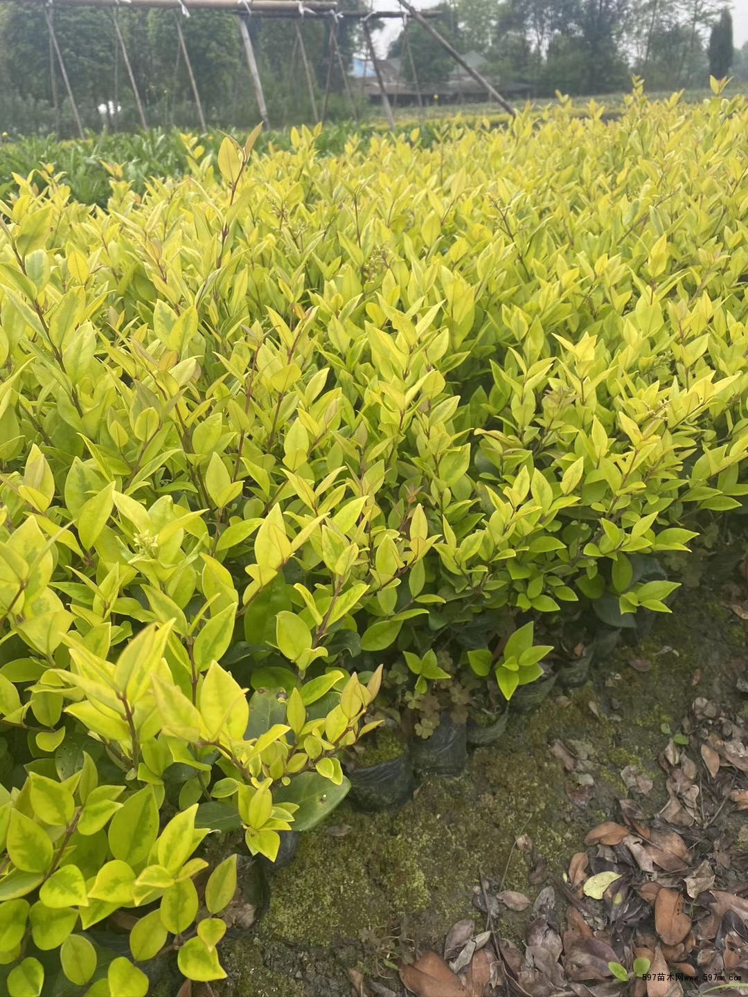 基地批发金森女贞苗高1540金森女贞苗哪里有