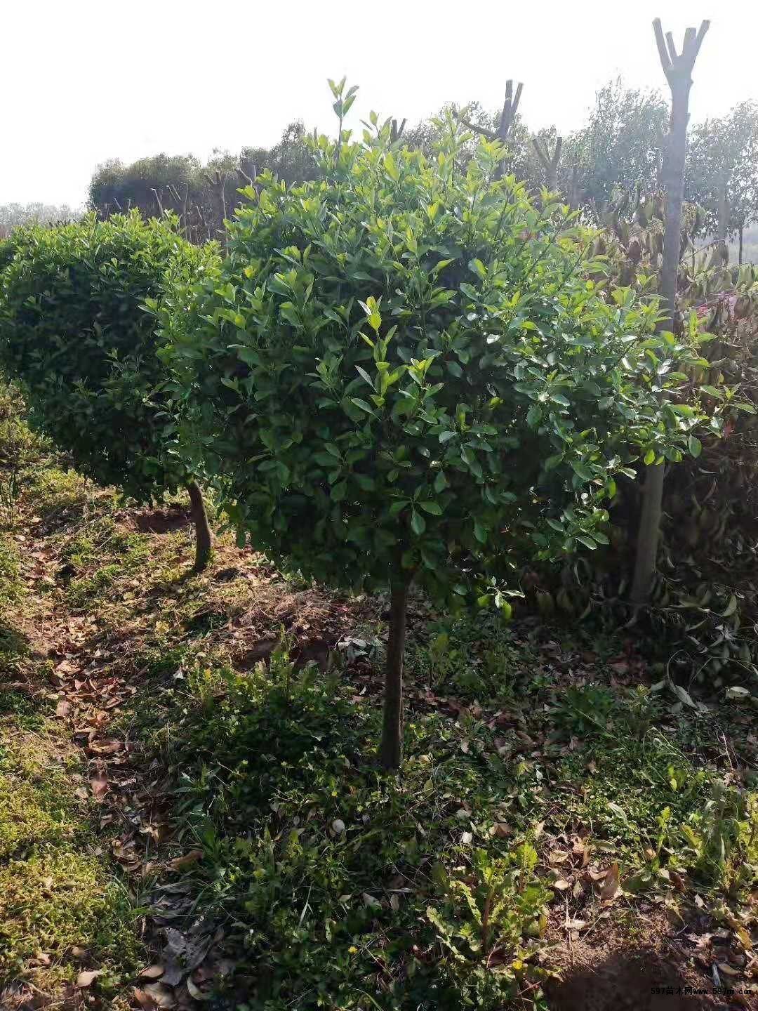 高杆冬青苗圃批发独杆大叶黄杨图片价格表