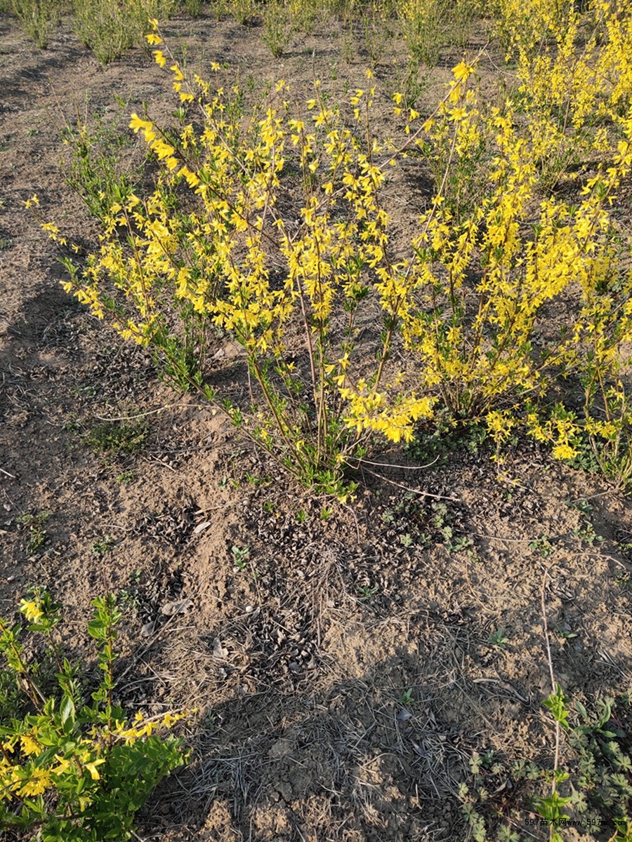 批发连翘小苗 连翘杯苗图片 黄老虎价格-597苗木网