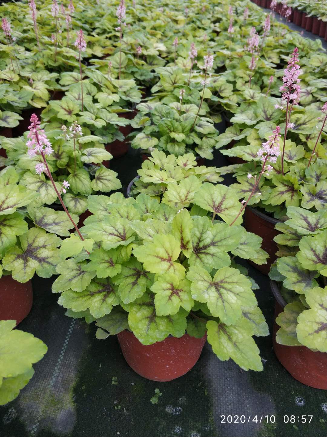 矾根杯苗工程绿化苗木长期有售矾根叶片的颜色