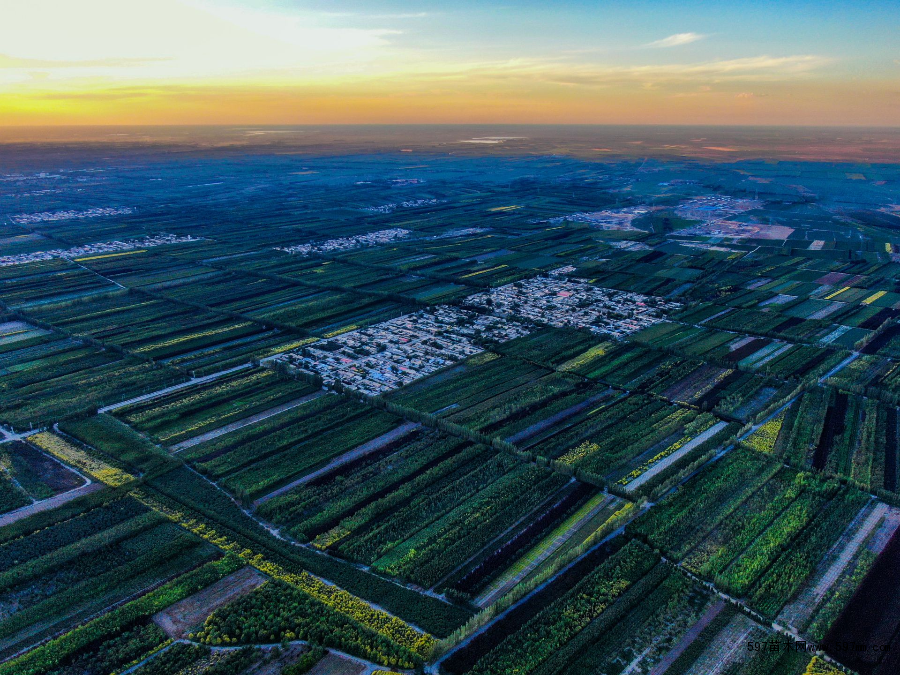 新疆呼图壁县:苗木产业绘就农民彩色生活