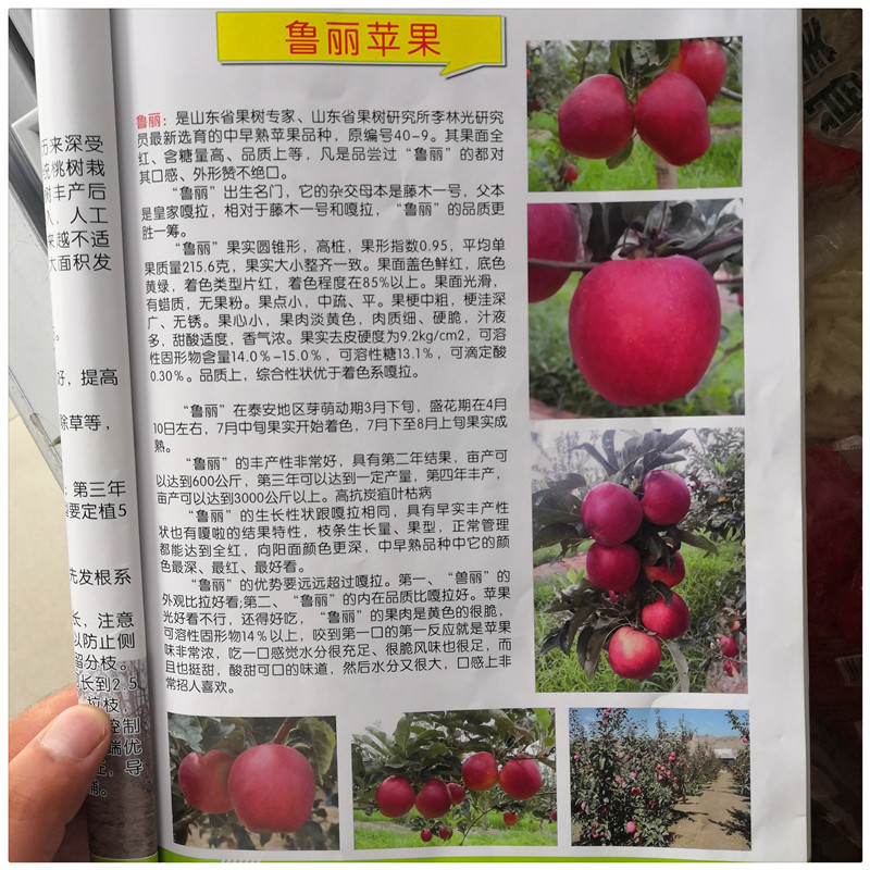 山东鲁丽苹果树苗价格 鲁丽苹果树苗批发早熟苹果品种