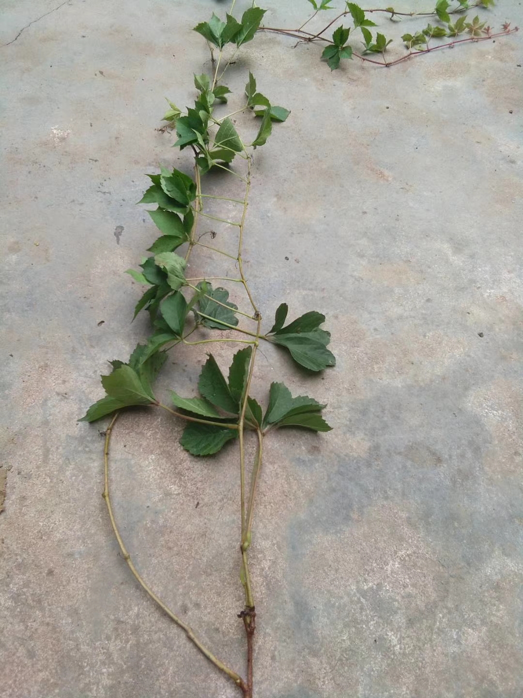 爬山虎地栽苗出售 2020年秋季爬山虎苗批发价格