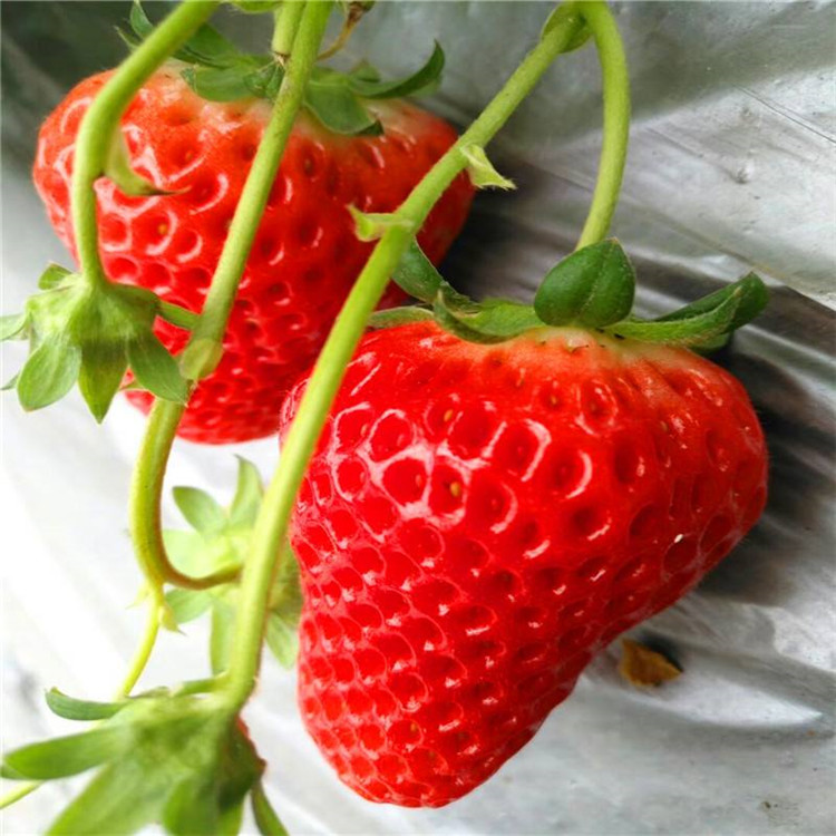 美香莎草莓草莓苗亩栽植数量介绍