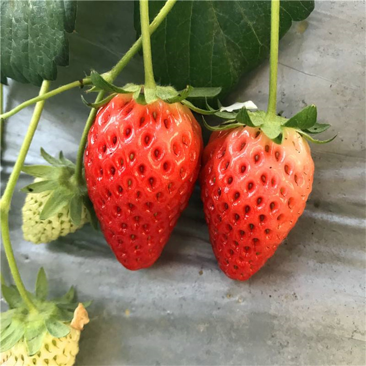 美香莎草莓草莓苗亩栽植数量介绍