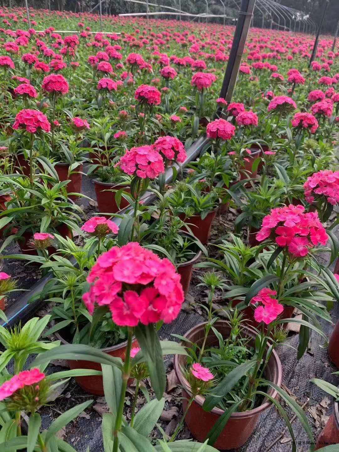 自家苗圃供应大花石竹大花石竹杯苗一手货源