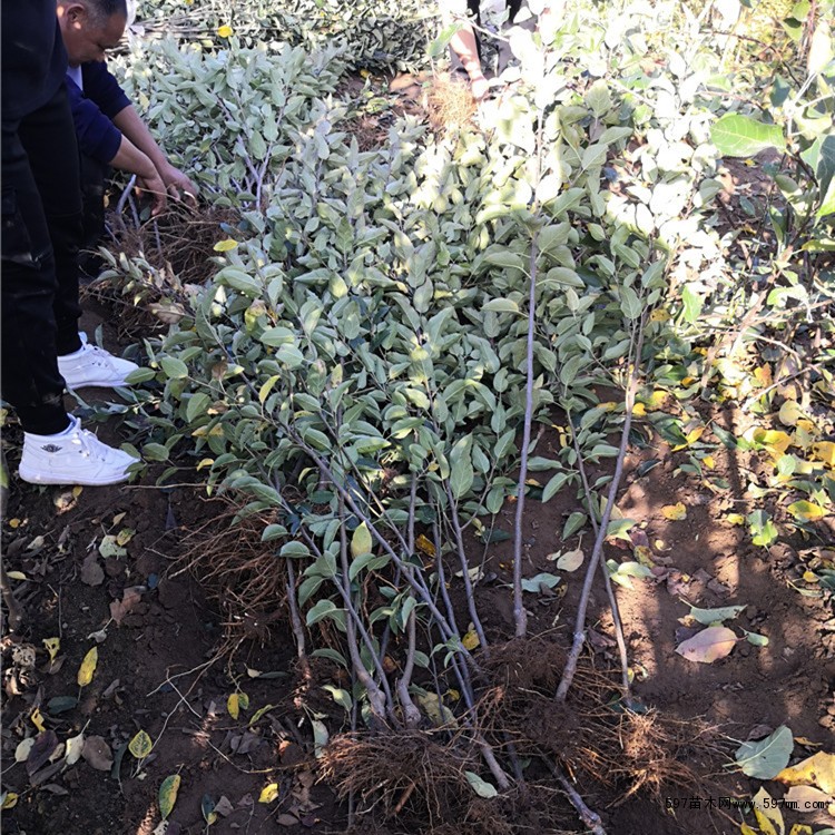 早熟苹果苗云南早熟苹果苗价格多少钱新品种苹果苗