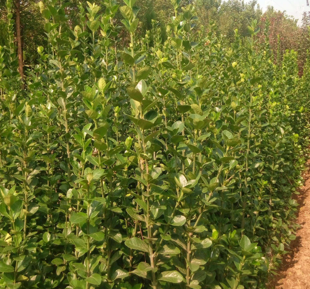 北海道黄杨的生长特点