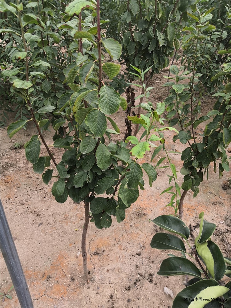 西梅苗1年西梅苗批发2年西梅苗价格多少钱