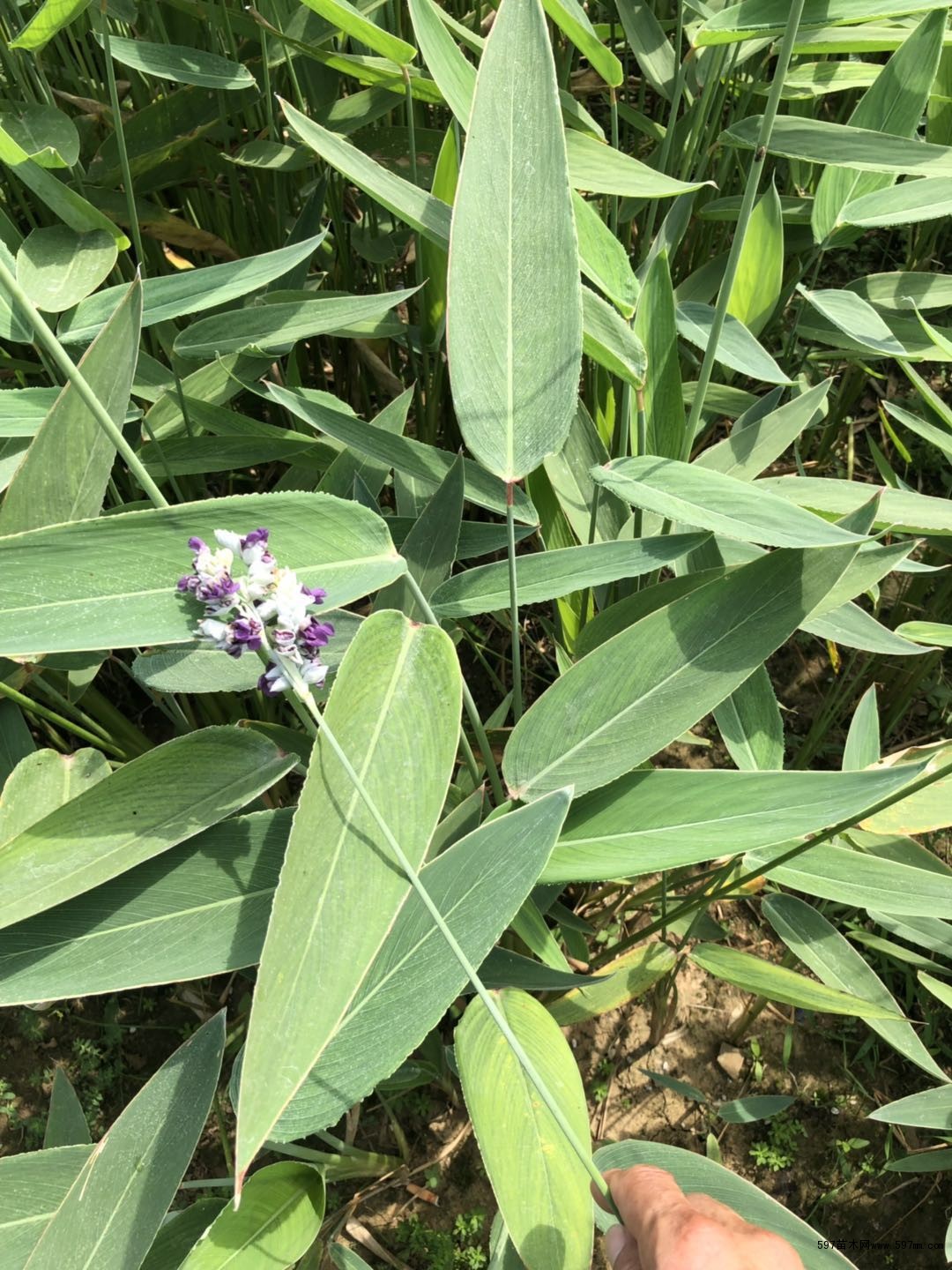 斑叶芒玉带草花叶芦竹科大全国
