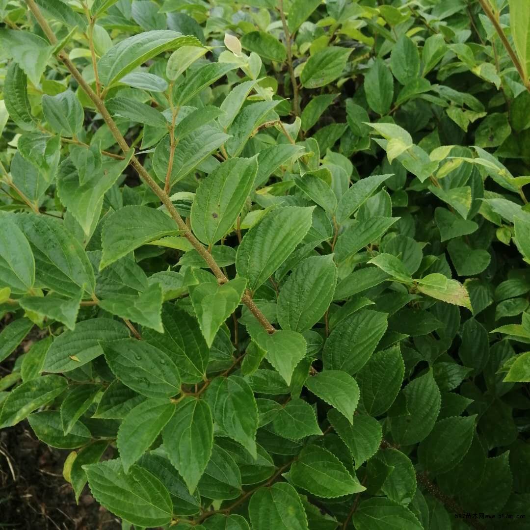 朴树1公分朴树80公分朴树100公分朴树