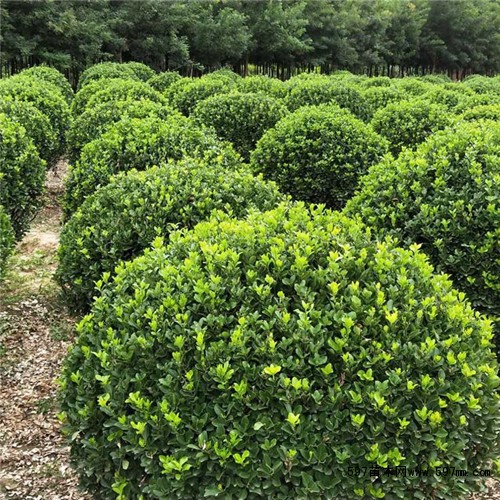 苗木名称            米经(cm)            高度(cm)