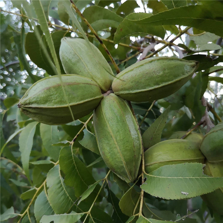 今年美国山核桃苗挂果多收益高