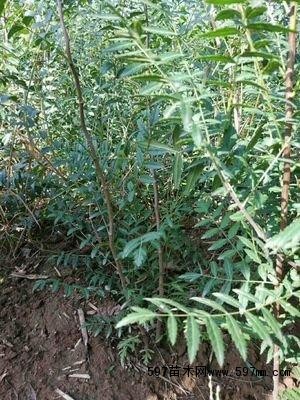 无刺花椒苗：现代农业的新宠儿