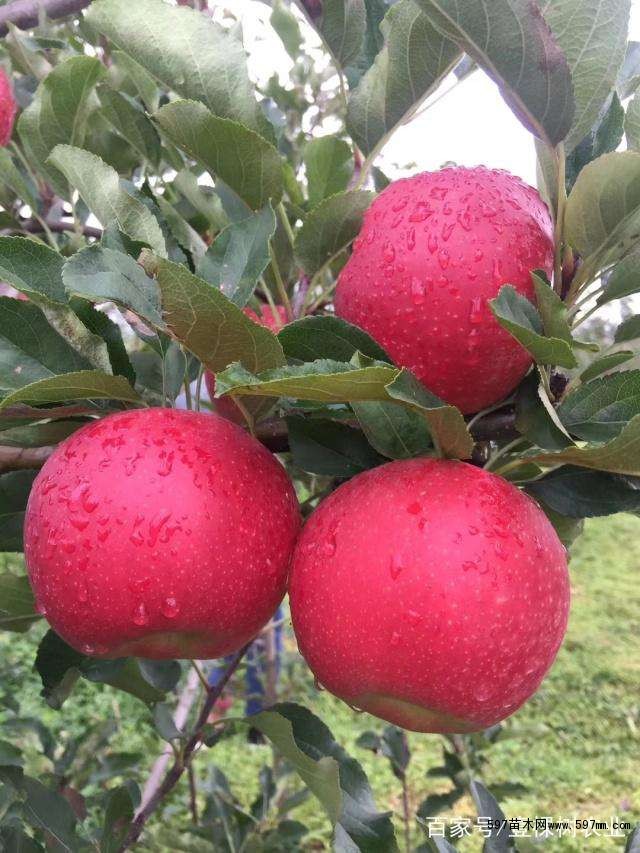 矮化烟富8苹果苗基地批发价格