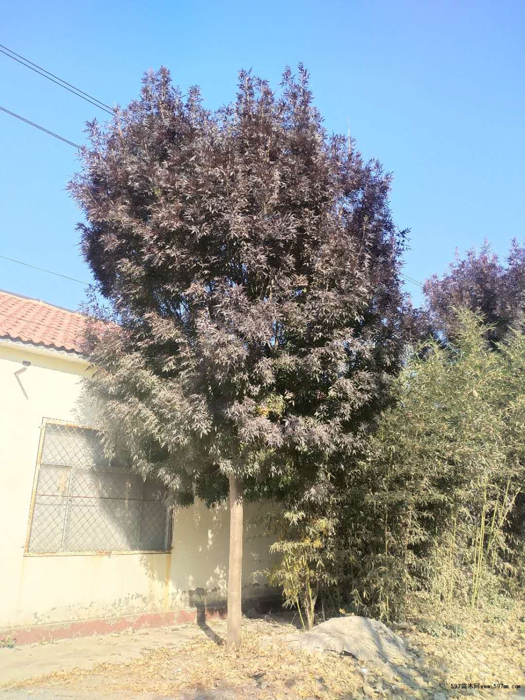 秋紫白蜡10公分价格秋紫白蜡观赏效果好