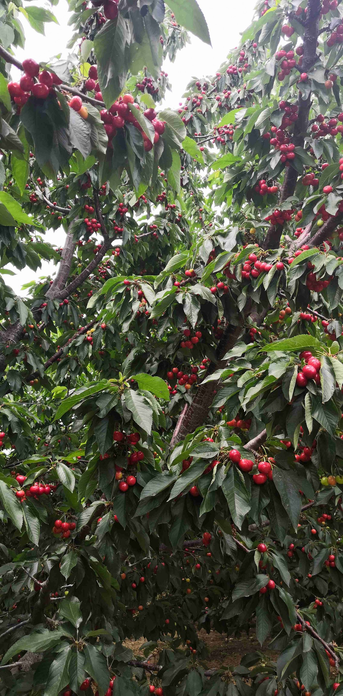 2公分樱桃树当年结果樱桃树