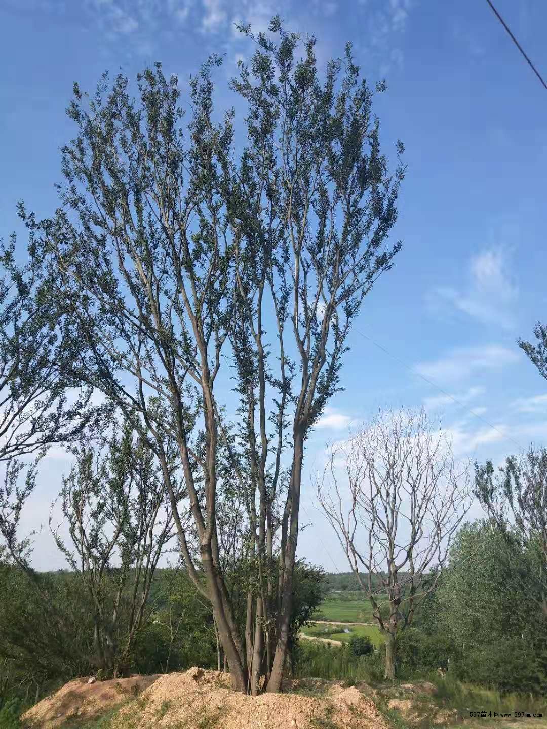 安徽移栽丛生朴树/多杆朴树/精品丛生朴树