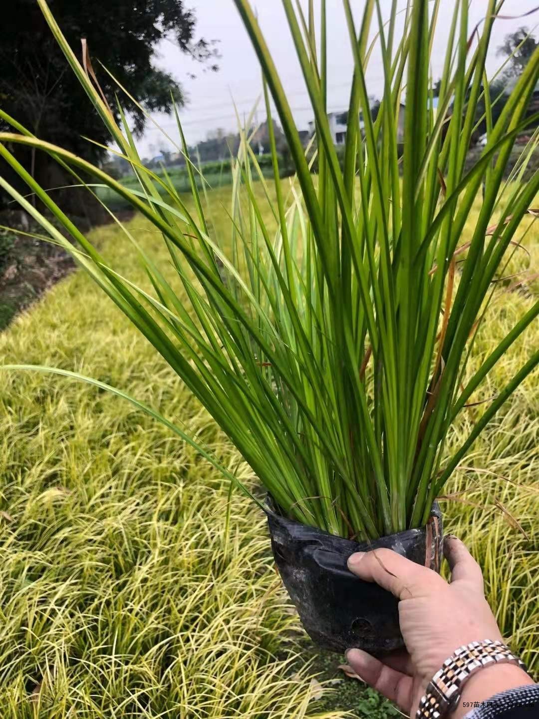 精美纯手工编织紫薇花瓶 紫薇花瓶种植基地现货供应