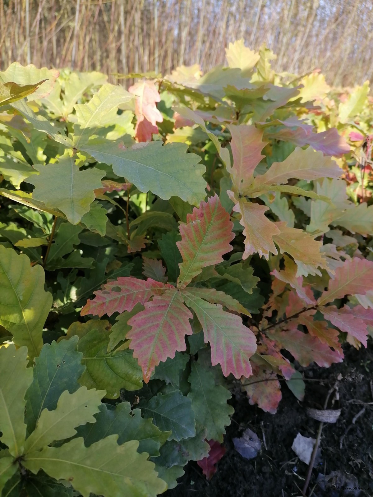 蒙古栎小苗东北蒙古栎小苗