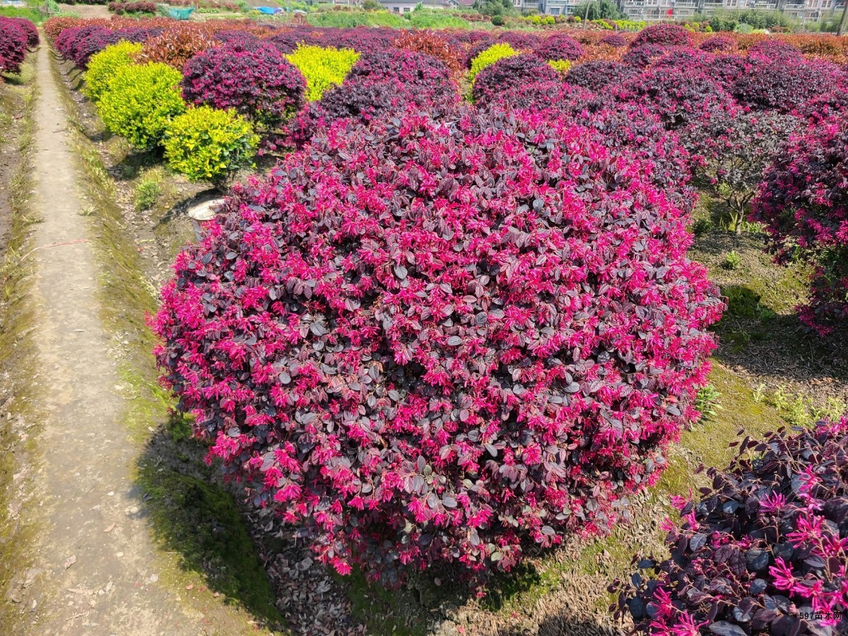供应红花继木球,红叶石楠球,金森女贞球及各类小毛球