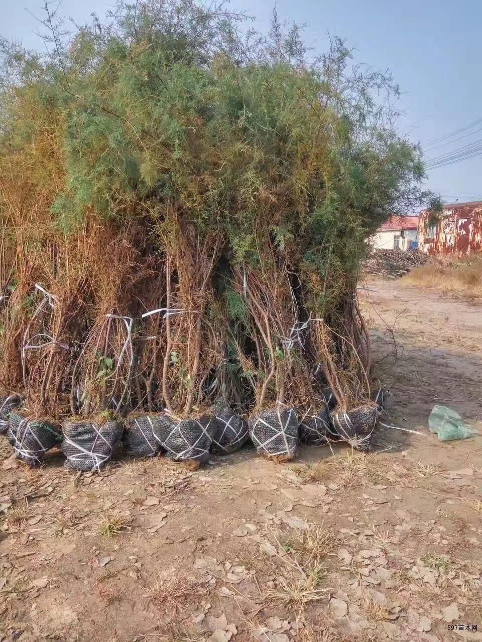 丛生柽柳,丛生红柳-597苗木网