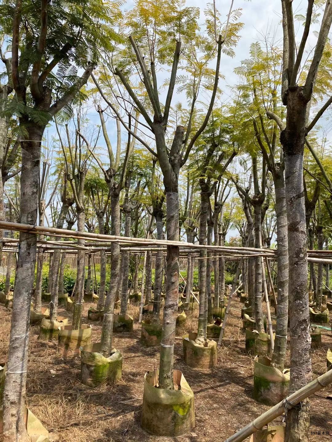供应蓝花楹 蓝花楹价格 蓝花楹图片