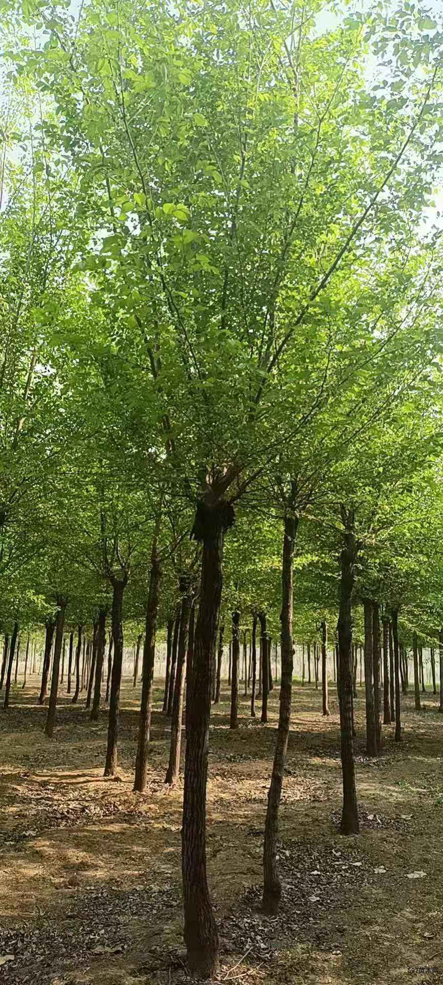 10公分长枝榆12公分,15公分长枝榆,长枝榆供应