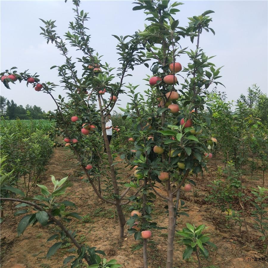 蜜脆苹果苗,华硕苹果苗批发价格新品种几月份成熟