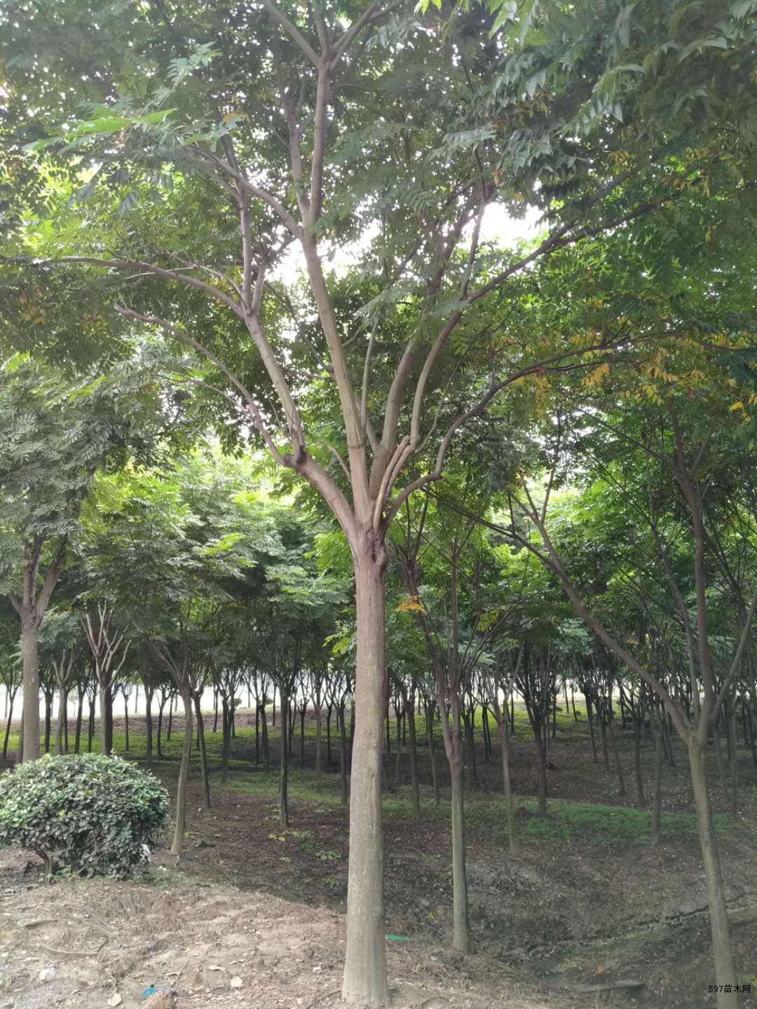 栾树价格动态解析：市场风云与种植选择