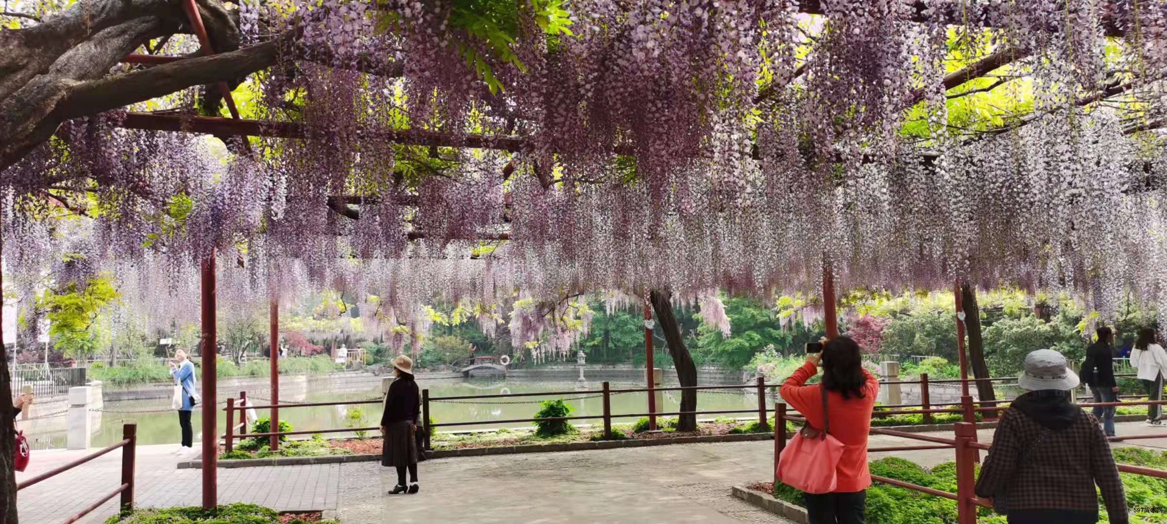 上海嘉定紫藤园步入盛花期