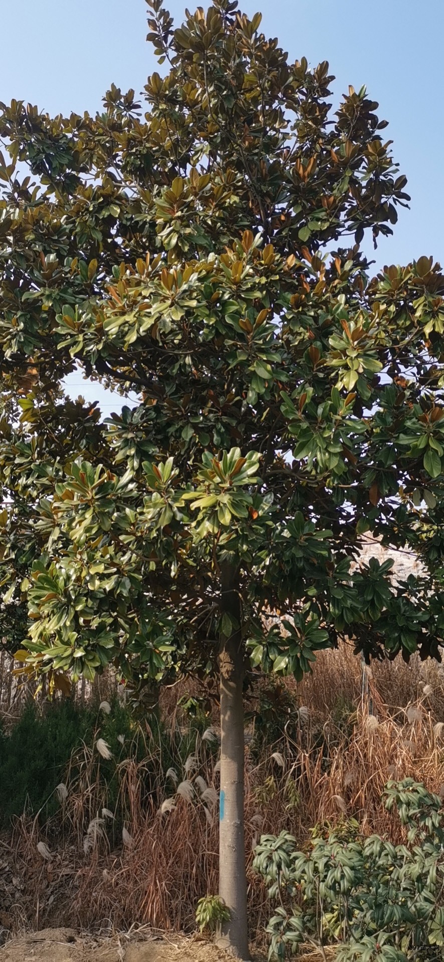 自家苗圃18公分广玉兰20公分广玉兰低价出售