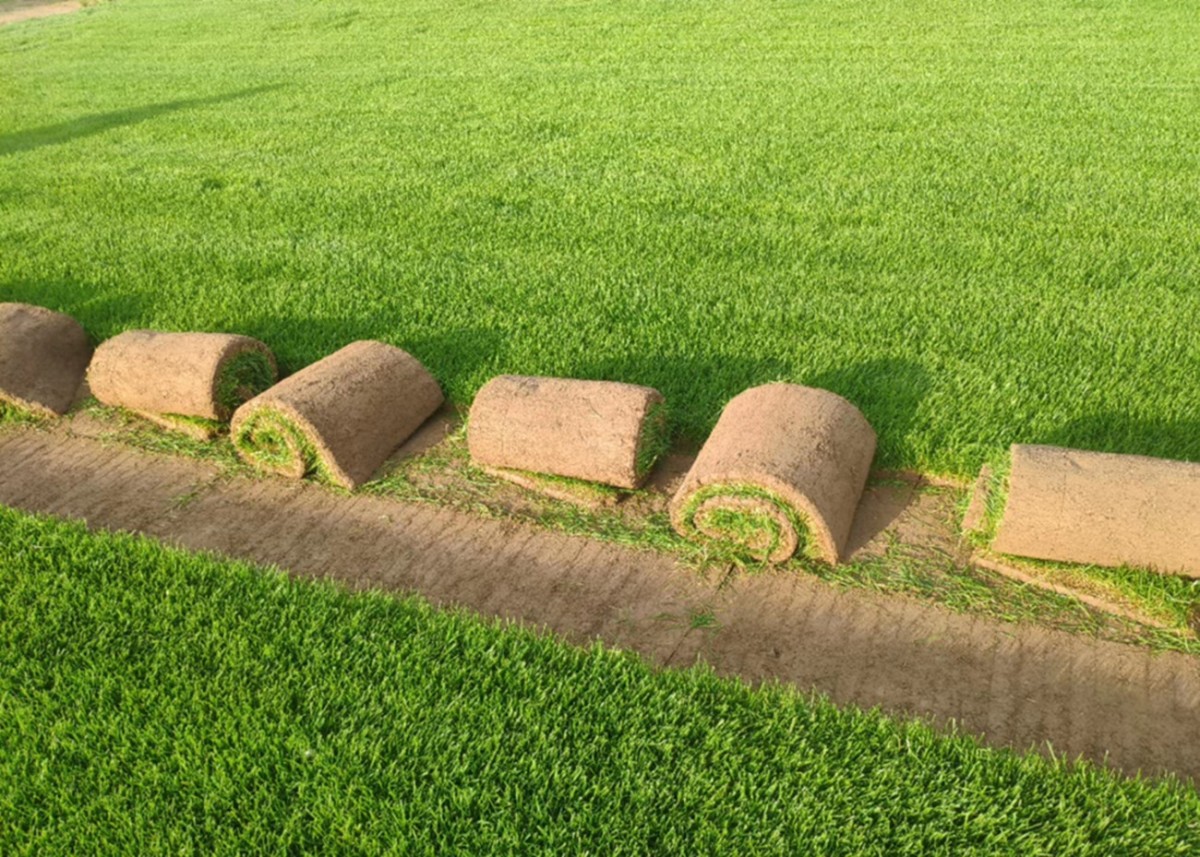 597苗木网 苗木销售信息 绿化苗木 草坪 栾城县信誉草坪种植基地,位于