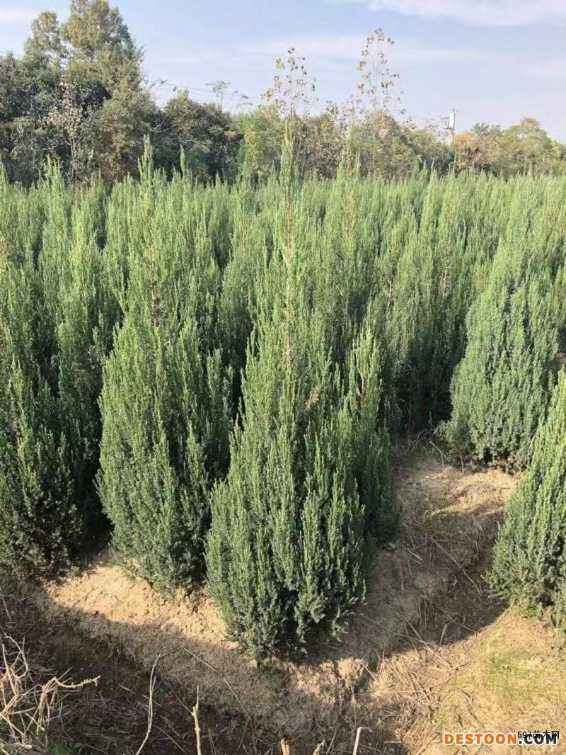 桧柏,种植,植物_大山谷图库