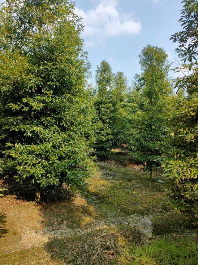 小叶桢楠 金丝楠木 各种规格出售