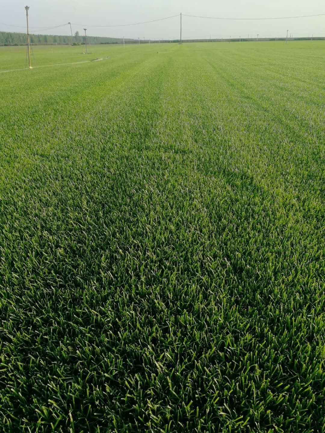 辽宁草坪适合吉林公园小区庭院别墅抗病耐寒旱秦皇岛