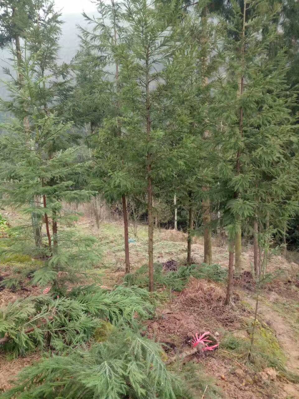 日本柳杉 米径5公分柳杉全景