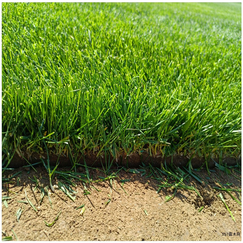 草皮销售 早熟禾草坪 果岭草坪 山东草坪基地直销