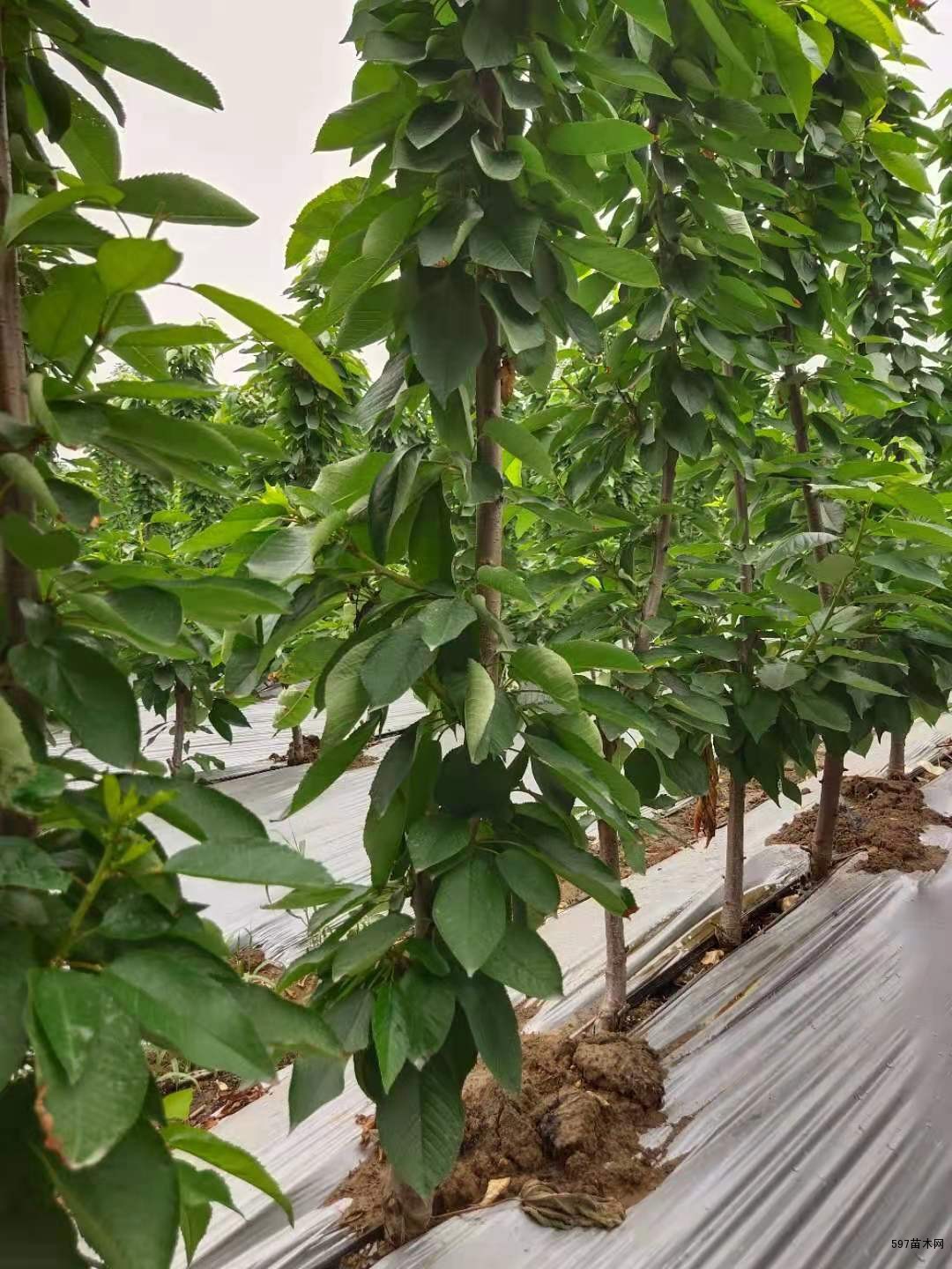 一根棍樱桃树苗图片2年大樱桃苗晟泽量大优惠