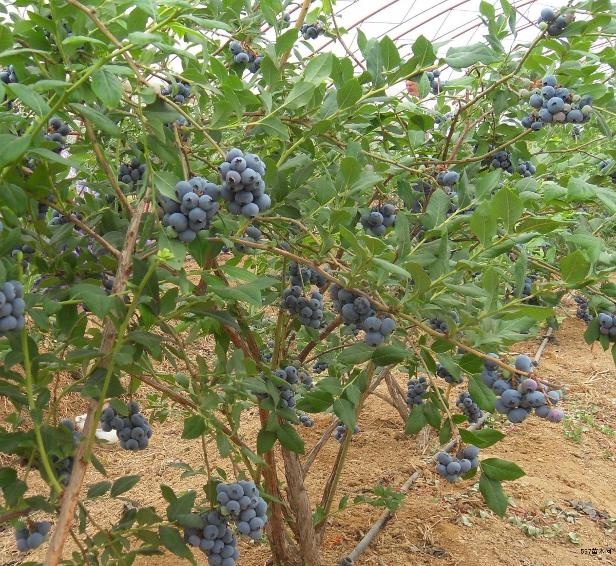 薄雾蓝莓苗价格基地薄雾蓝莓苗多少钱一棵
