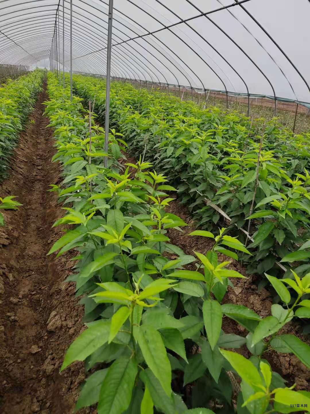 一根棍樱桃树苗优缺点对比,一根棍樱桃树苗批发