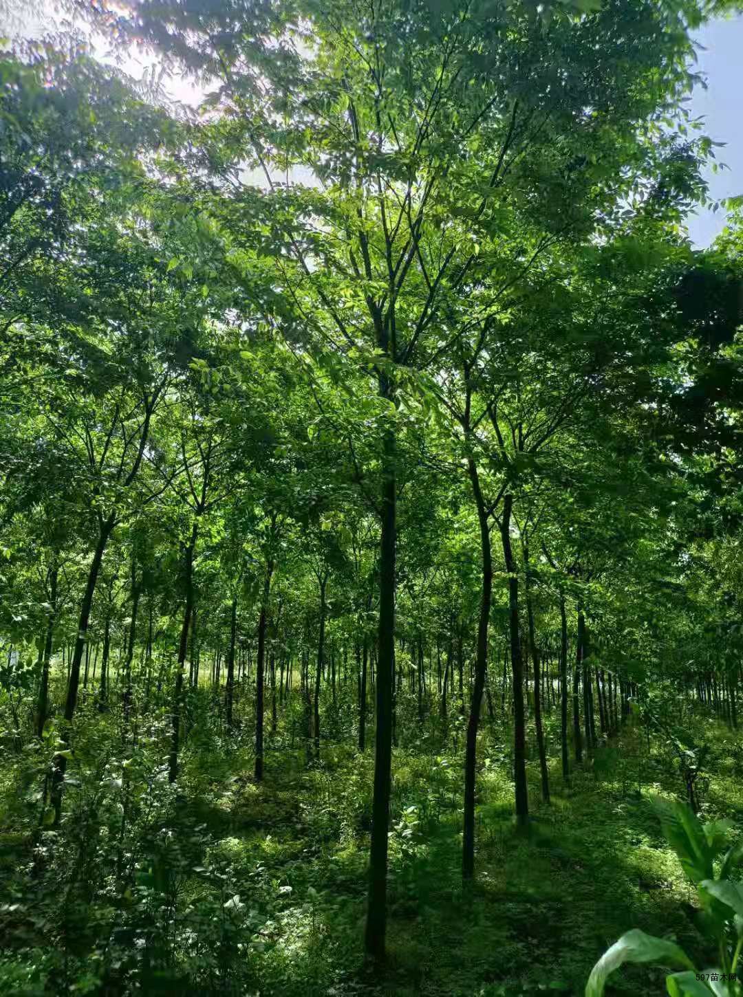 江西榉树基地直销 18公分榉树多少钱一棵