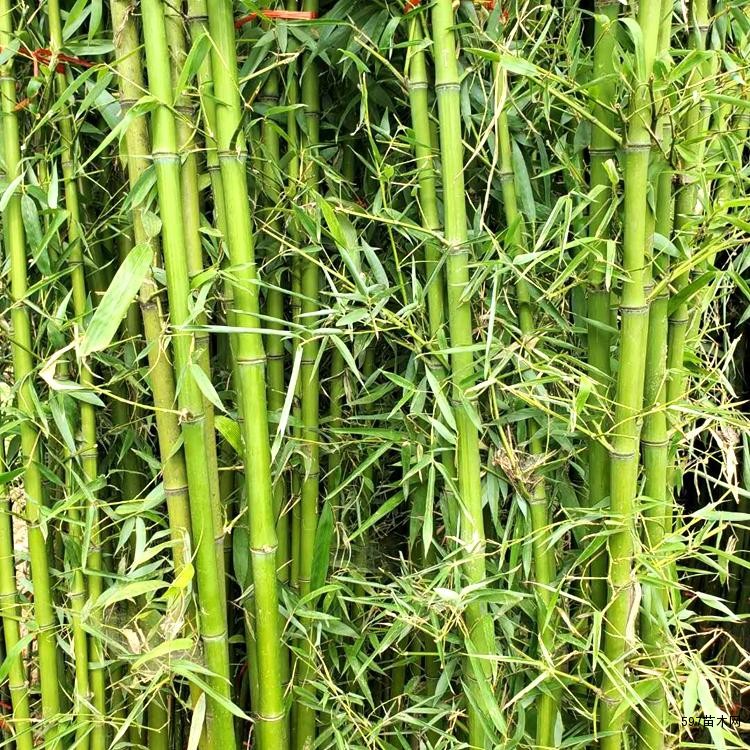 青竹产地报价--量大价优