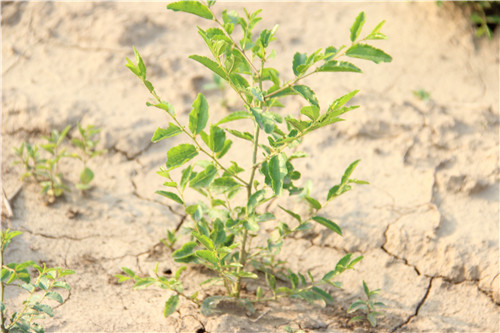 出售双仁酸枣苗河北邢台双仁1年酸枣苗价格