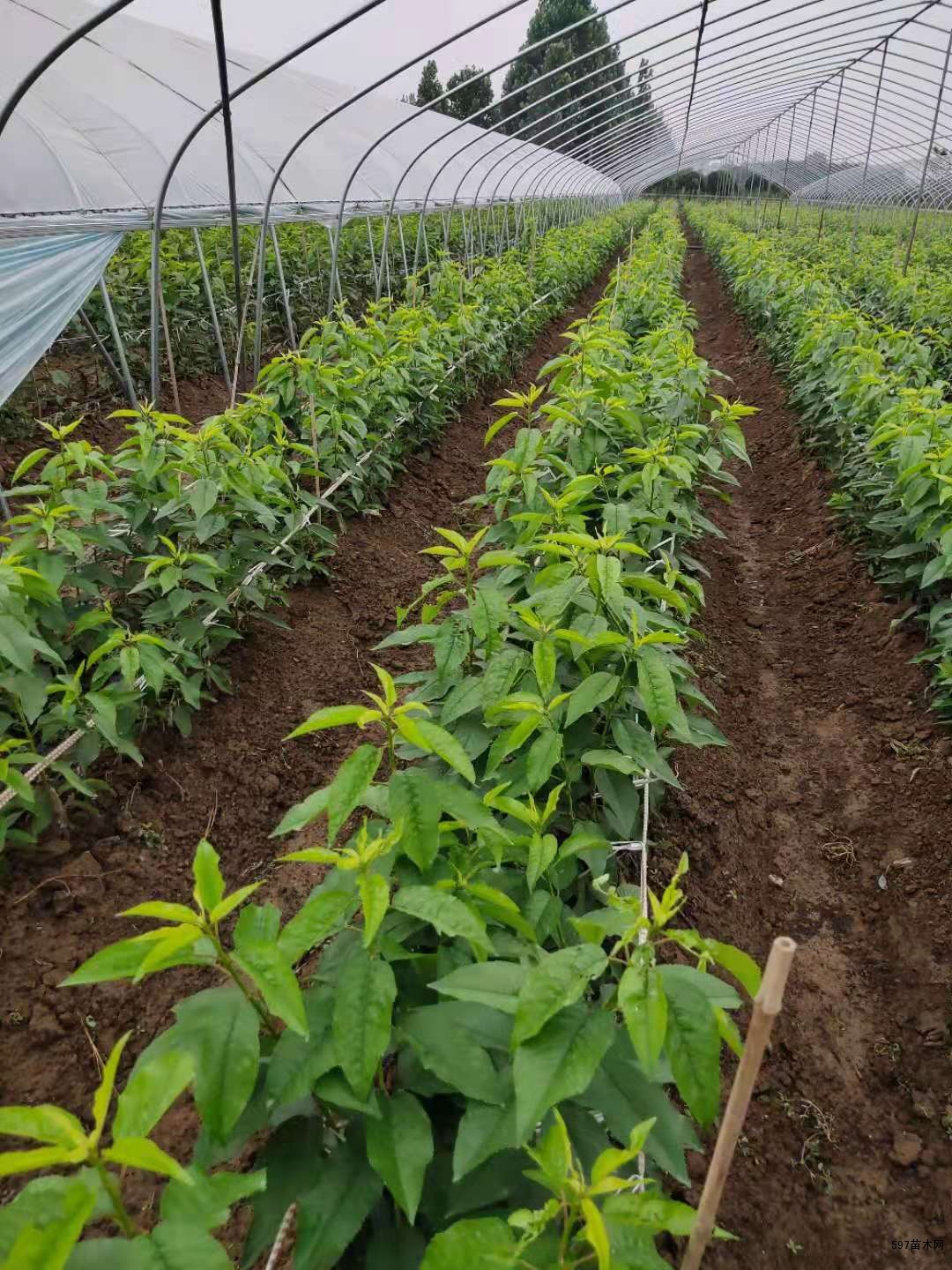 吉塞拉矮化樱桃苗几年能结果美早樱桃苗产量高